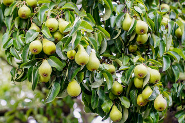 Branches of a large pear tree with many still green fruits, abundant fruit yield