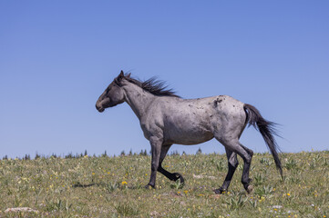 Fototapeta premium Wild Horse in Summer in the Pryor Mountains Montana