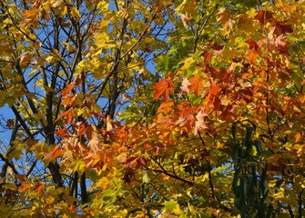  Red gold autumn leaves against blue sky