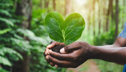 hands holding green heart leaves plant a planting trees loving the environment and protecting nature nourishing the plants and world look beautiful forest conservation concept