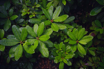 Japanese park in Vienna on a summer day. Zetagaya Park is small, quiet Japanese garden with cherry trees and fish pond, open to public from April to October.