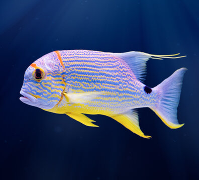 Blue-lined coral reef fish, sailfin snapper