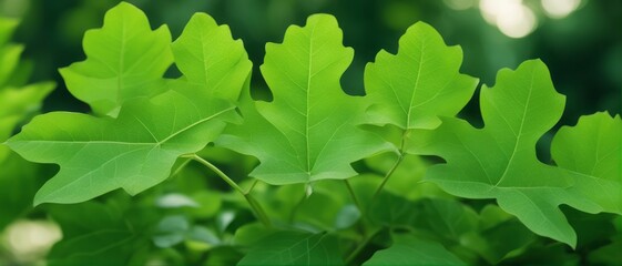 Nature of green leaf in garden at summer. Natural green leaves plants using as spring background