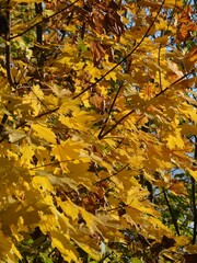  Yellow autumn leaves against a blue sky.