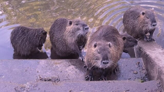 family of cute nutria game animal with valuable fur, Myocastor coypus, large rodents in Europe, America and Asia, living along shores fresh water bodies