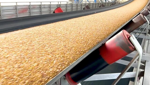 Corn grains move along the conveyor belt during reloading