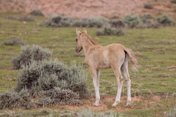 Wild Horse Foal in the Pryor Mountains Montana in Summer