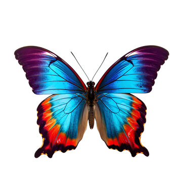 Blue color Stunning butterfly isolated on transparent background PNG
