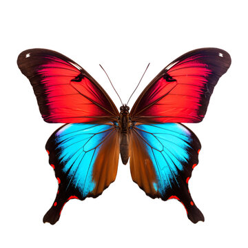 Blue and red color beautiful butterflies isolated on a transparent background