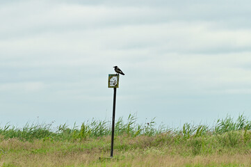 Cormorant (Phalacrocorax carbo) sits on a sign in the Danube Delta Biosphere Reserve, Delta Dunarii near Tulcea, Wallachia, Romania, Danube Delta