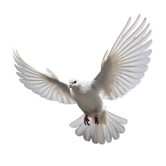 white dove isolated on white, dove of peace flying isolated on transparent background