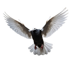 flying white and black pigeon spreading wings isolated on a transparent background