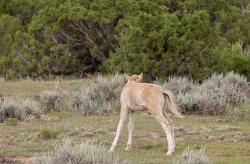 Wild Horse Foal in the Pryor Mountains Montana in Summer