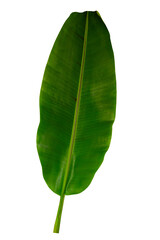 Fototapeta premium Tropical leaf isolated on white