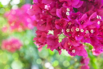 Beautiful summer nature background with bunch of bougainvillea flowers