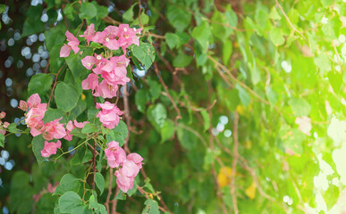 Beautiful summer nature background with bunch of bougainvillea flowers