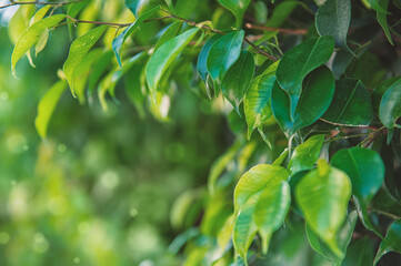 Beautiful summer nature background with green leaves