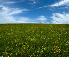 Landscape of green meadow