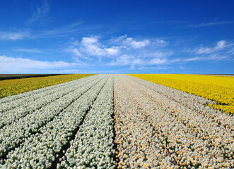 Field of yellow narcissus in the Netherlands