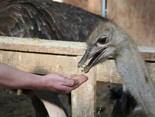 Straußen, Fütterung von Straußen, Auf der Straußenfarm an der Ostsee
