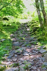 stone path  in the woods