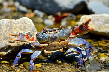 Oh crab