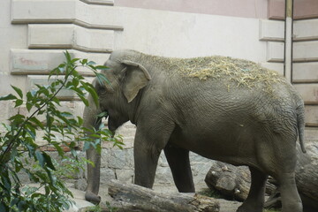 sloń
