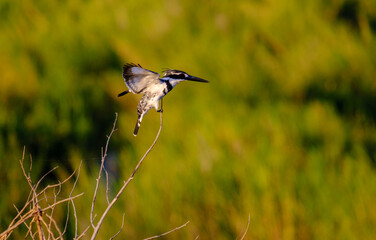 Pied Kingfisher, in flight, 