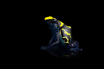 Closeup photo of blue poison dart frog isolated on black background with reflection