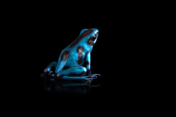 Closeup photo of blue poison dart frog isolated on black background with reflection