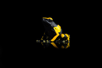 Closeup photo of blue poison dart frog isolated on black background with reflection
