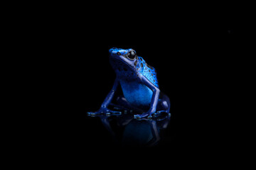 Closeup photo of blue poison dart frog isolated on black background with reflection