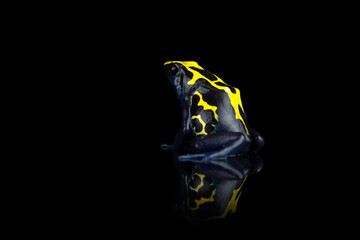 Closeup photo of blue poison dart frog isolated on black background with reflection