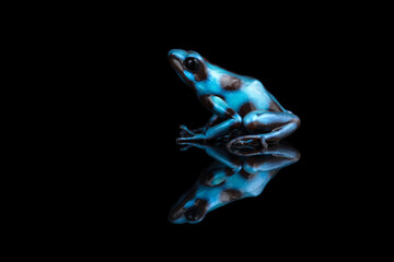 Closeup photo of blue poison dart frog isolated on black background with reflection