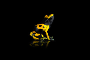 Closeup photo of blue poison dart frog isolated on black background with reflection