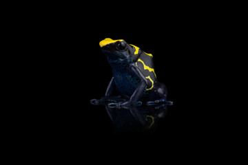 Closeup photo of blue poison dart frog isolated on black background with reflection