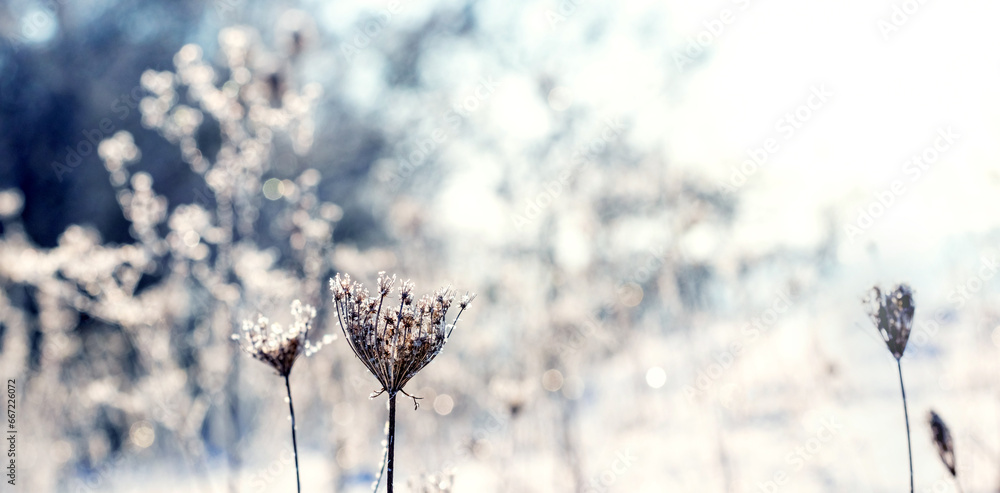 Poster winter atmospheric view with dry plants covered with frost on a blurred background in a meadow on a 
