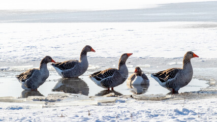 Geese by the river on a sunny day in winter