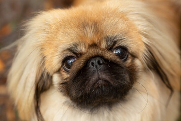 Large portrait of a Pekingese dog