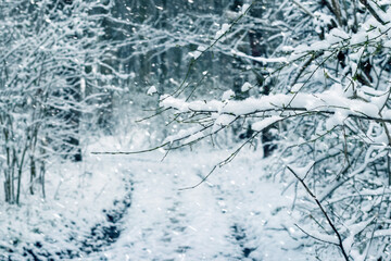 A snowstorm in the forest. Snow-covered trees in a winter forest along the road during a snowfall