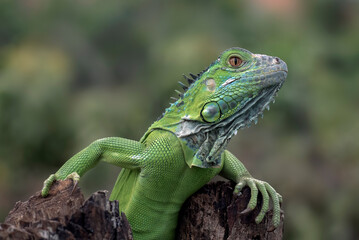 Obraz premium Green iguana on a branches