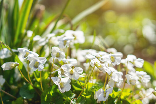 Gloriola violet flowers in spring in the garden