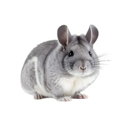 front view, a cute grey chinchilla is facing the camera, stands against transparent background. 
