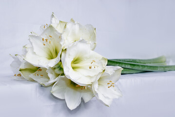 Lilies bouquet on the white background