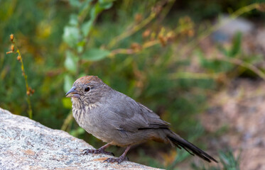 A Canyon Towhee resting on a rocky perch during autumn in Los Alamos, New Mexico
