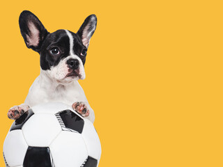 Lovable puppy and soccer ball. Isolated background. Close-up, indoors. Studio shot. Concept of...