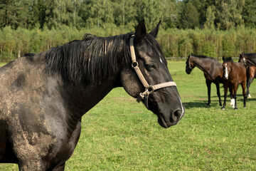 A black dirty horse grazes in a meadow on a summer day