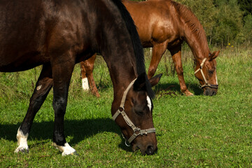 Two brown horses graze in a meadow and sizzle the grass