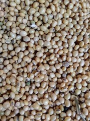 Background with soyabean grains. Full filled soyabean background 
