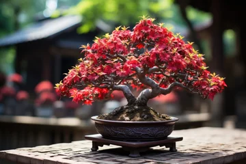 Fotobehang bonsai  japanese tradition grown tree © NikahGeh